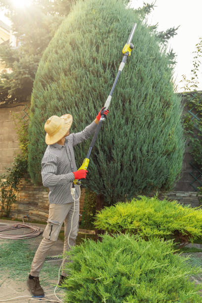 Best Hedge Trimming  in Toftrees, PA